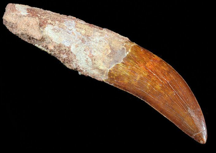 Rooted, Carcharodontosaurus Tooth - Phenomenal Specimen! #52476